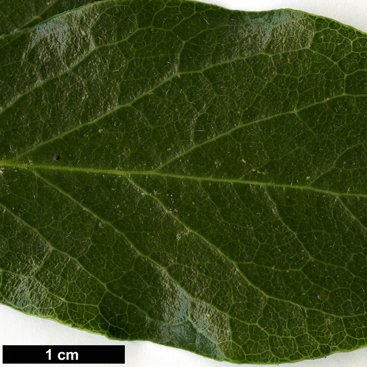 High resolution image: Family: Garryaceae - Genus: Garrya - Taxon: ×issaquahensis (G.elliptica × G.fremontii)